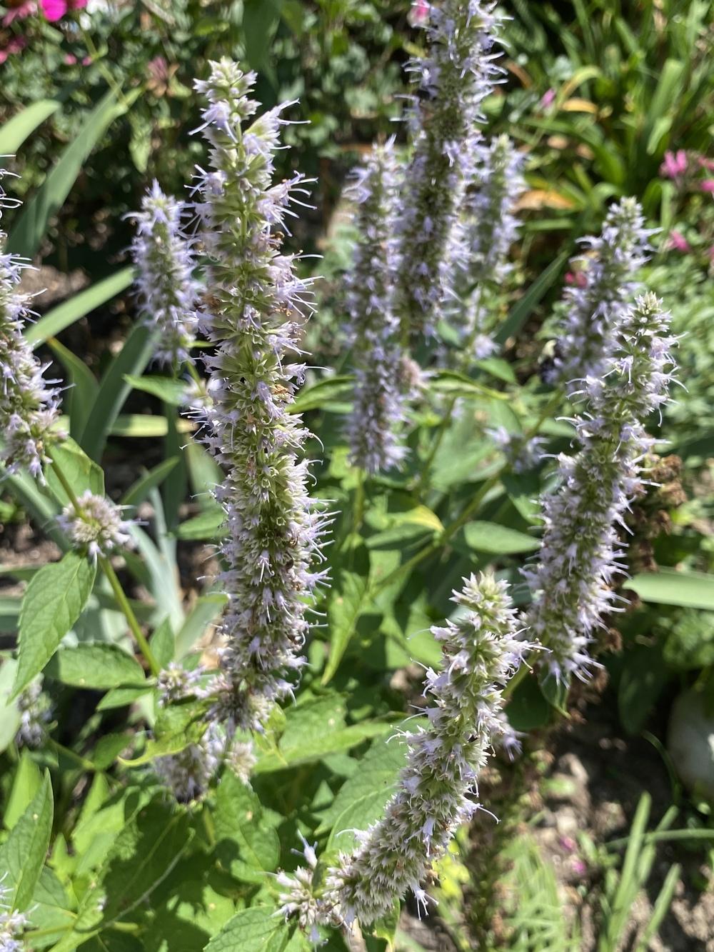 Photo of Anise Hyssop (Agastache 'Blue Fortune') uploaded by aikenforflowers