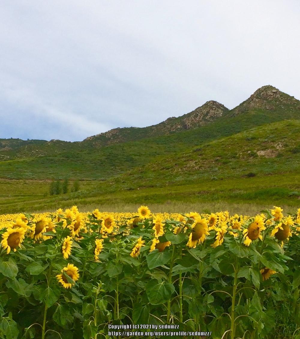 Photo of Sunflowers (Helianthus annuus) uploaded by sedumzz