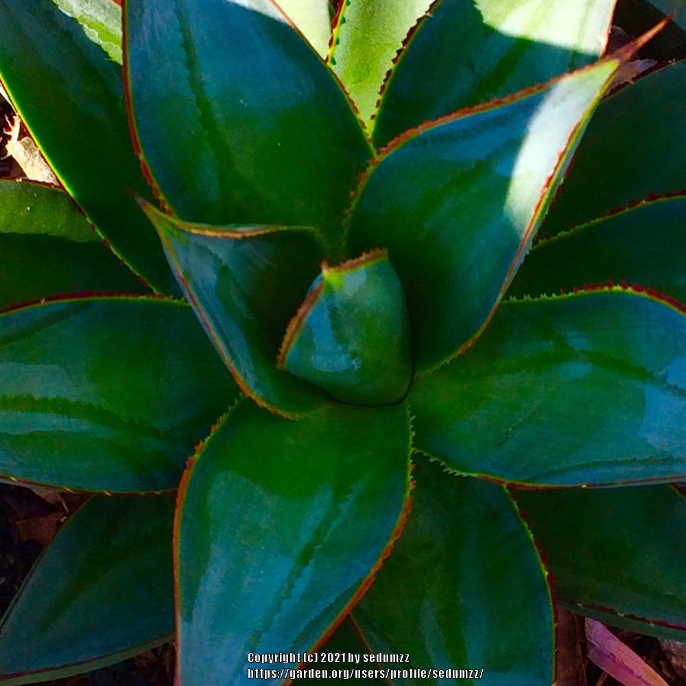 Photo of Agaves (Agave) uploaded by sedumzz