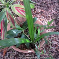 Location: Sebastian,  Florida
Date: 2021-07-31
Sprouted in a container with Cordyline and Epidendrum