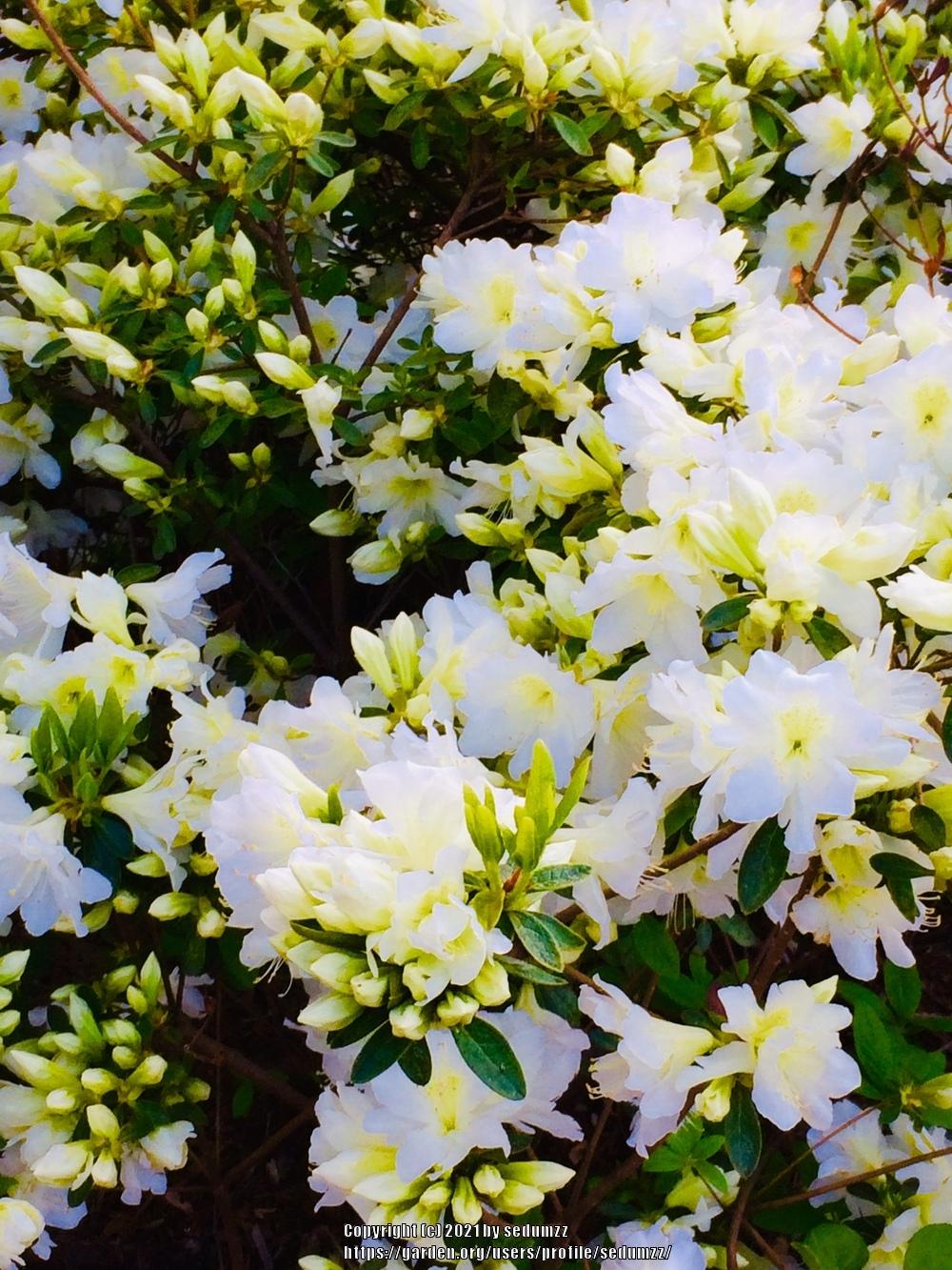 Photo of Rhododendrons (Rhododendron) uploaded by sedumzz