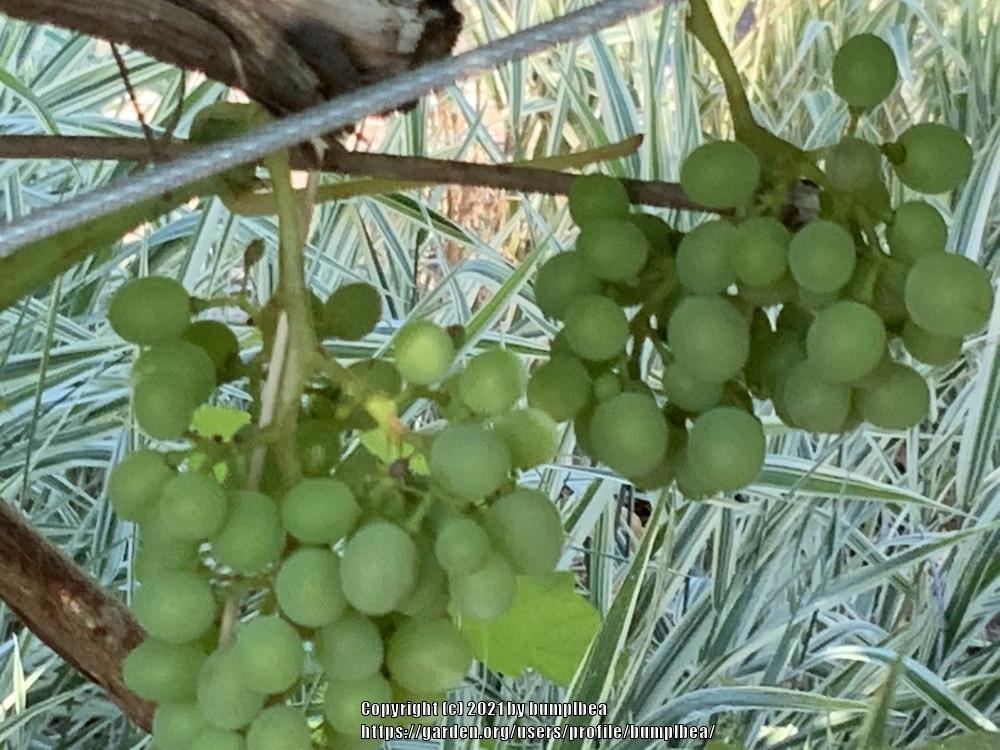 Photo of Grapes (Vitis) uploaded by bumplbea