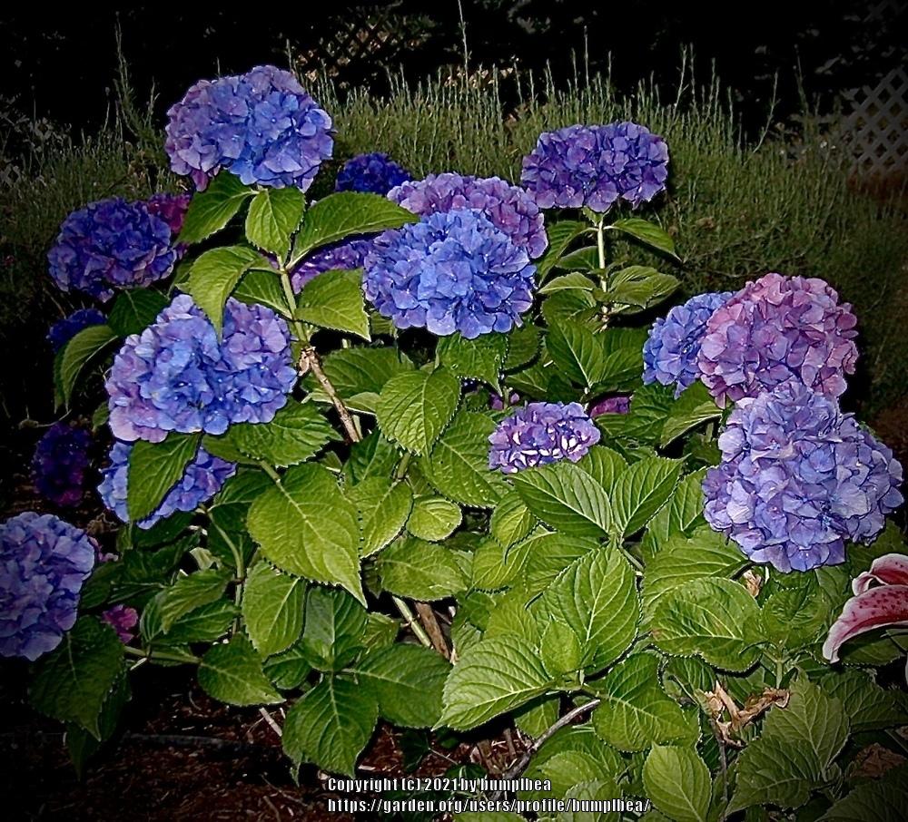 Photo of Hydrangeas (Hydrangea) uploaded by bumplbea