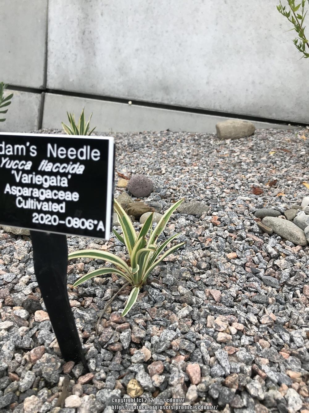 Photo of Variegated Adam's Needle (Yucca filamentosa 'Variegata') uploaded by sedumzz