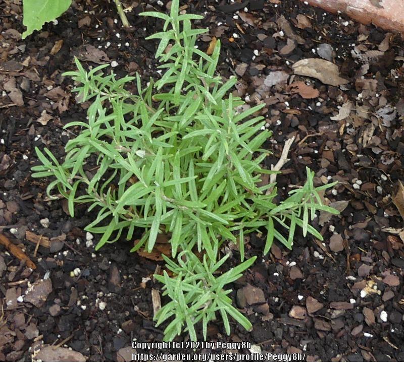 Photo of Rosemary (Salvia rosmarinus) uploaded by Peggy8b