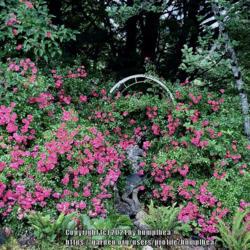 Location: Bea’s garden
Date: 2021
Shrub roses by pond
