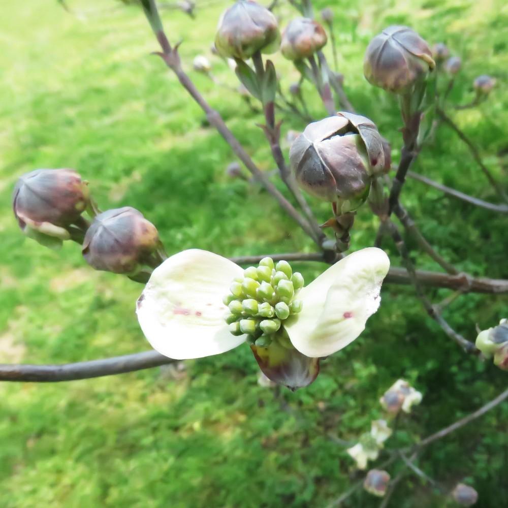 Photo of Flowering Dogwood (Cornus florida) uploaded by PeggyC
