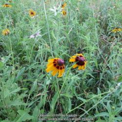 Location: Gause, Texas
Date: 2020-05-06
Growing wild on our rural property Gause, TX.