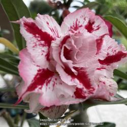 Location: Tampa, Florida
Date: 2021-08-24
First bloom of my grafted "Desert Christmas" Adenium.