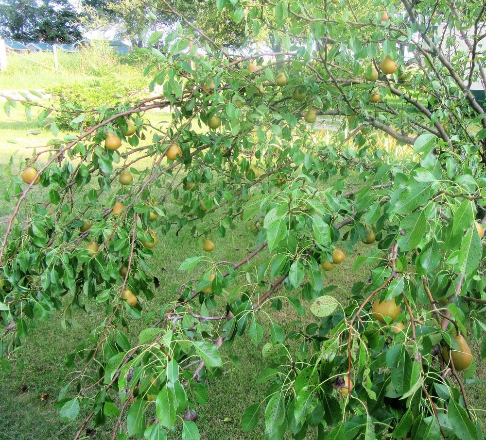 Photo of Pear (Pyrus communis 'Early Seckel') uploaded by tveguy3