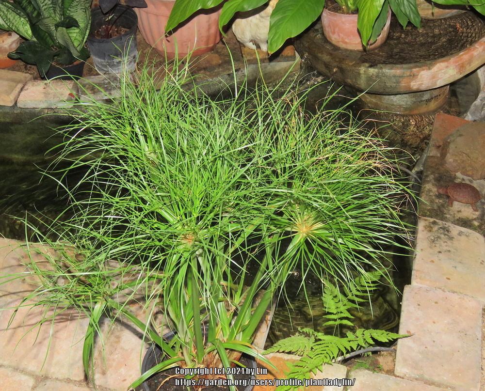 Photo of Papyrus (Cyperus papyrus) uploaded by plantladylin