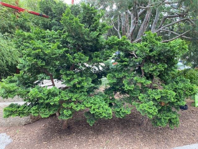 Photo of Hinoki Cypress (Chamaecyparis obtusa) uploaded by SL_gardener