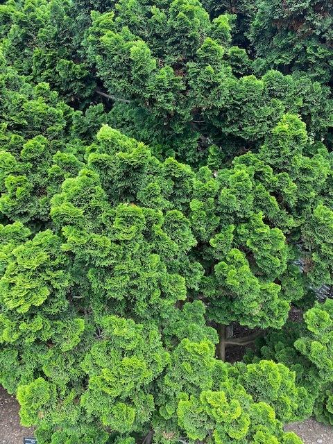 Photo of Hinoki Cypress (Chamaecyparis obtusa) uploaded by SL_gardener
