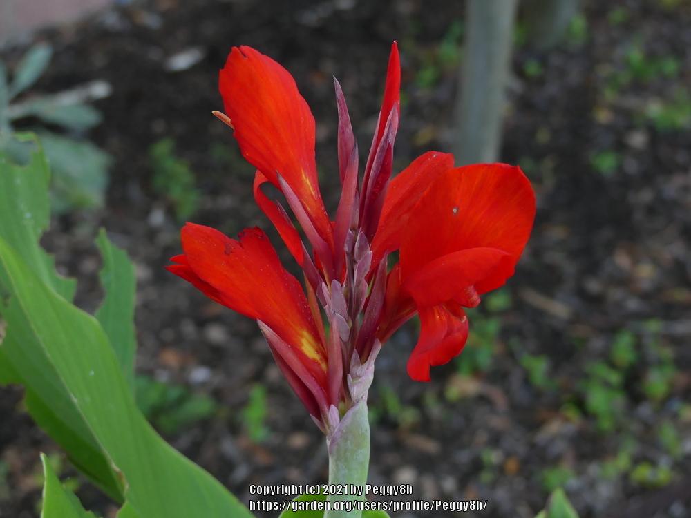 Photo of Cannas (Canna) uploaded by Peggy8b