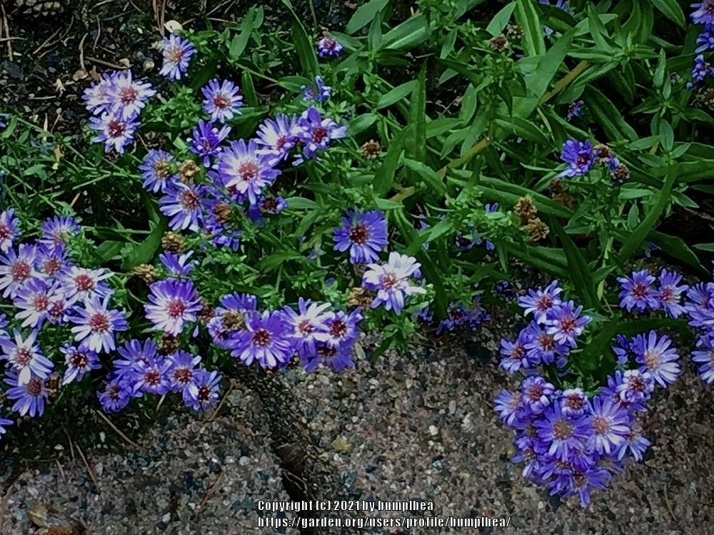 Photo of Asters (Aster) uploaded by bumplbea