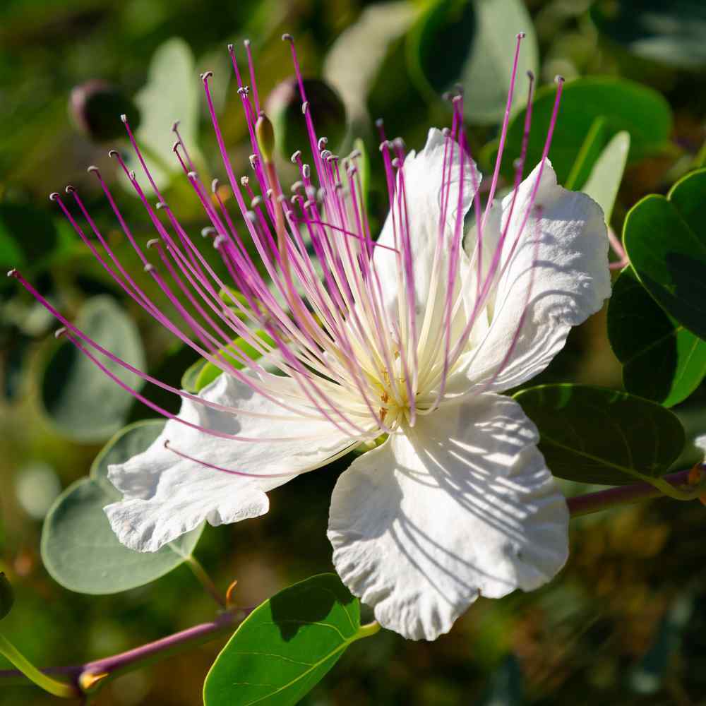Photo of Caper (Capparis spinosa) uploaded by Joy