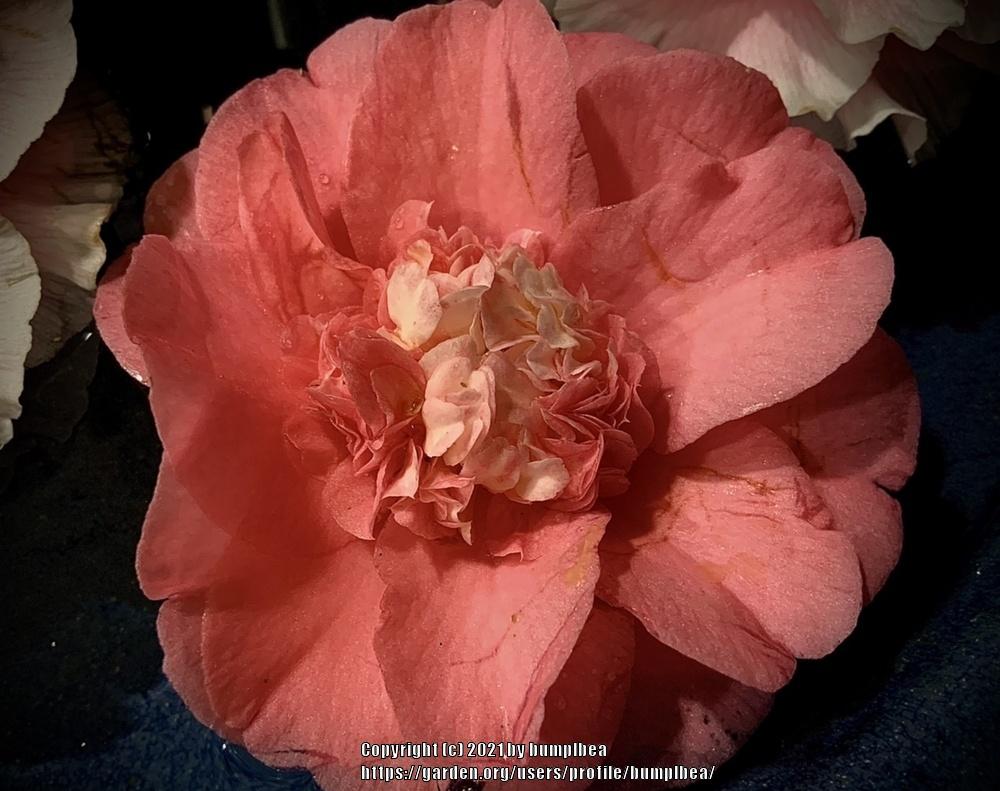Photo of Camellias (Camellia) uploaded by bumplbea