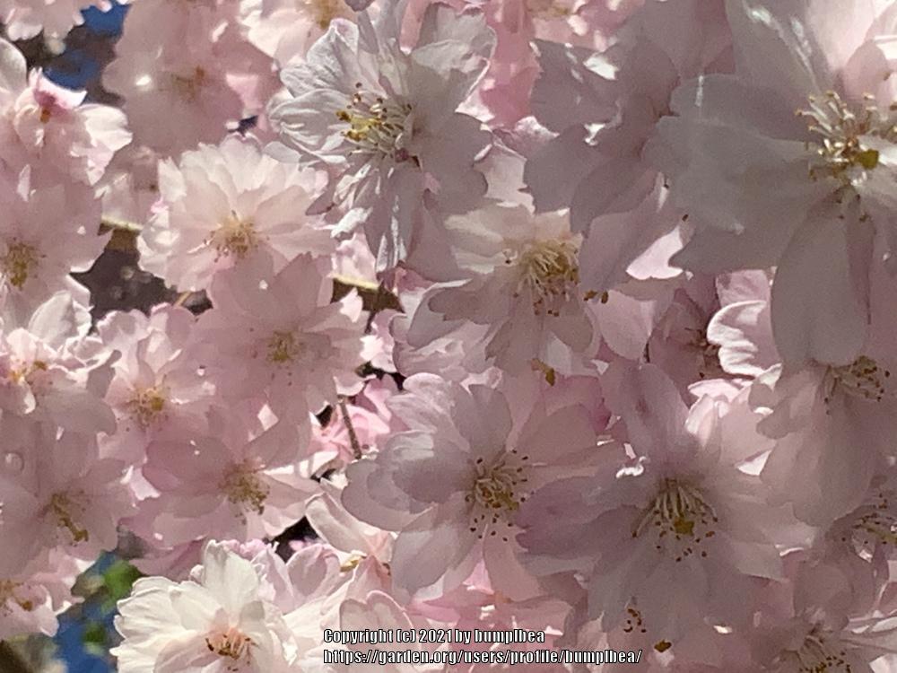 Photo of Prunus uploaded by bumplbea