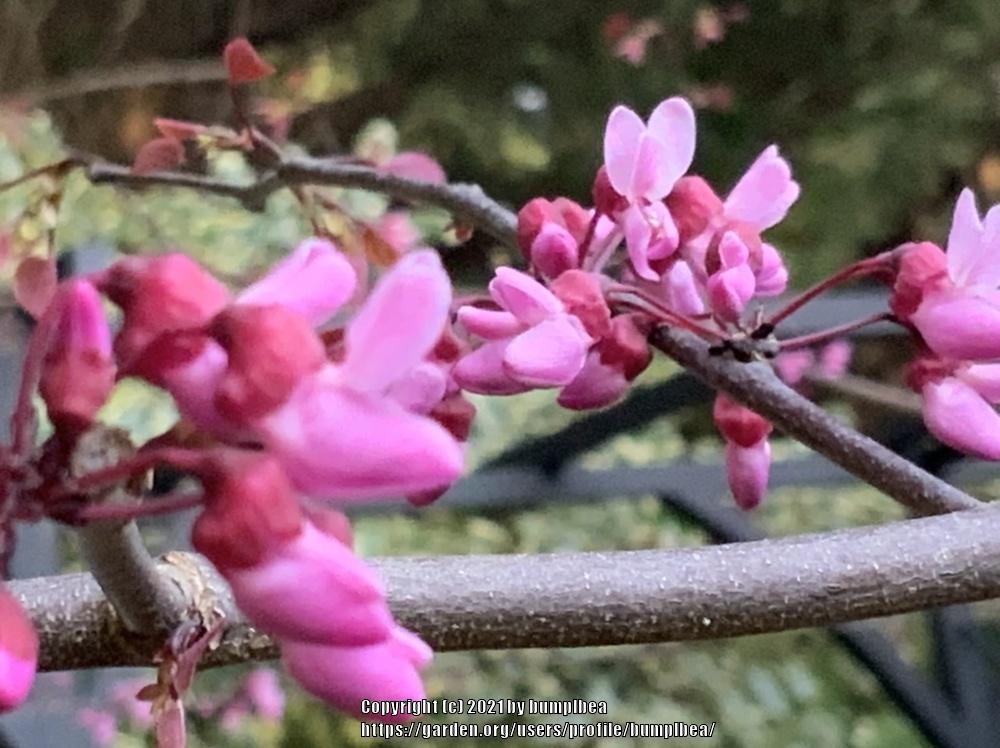 Photo of Western Redbud (Cercis occidentalis) uploaded by bumplbea