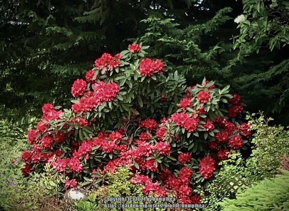 Photo of Rhododendrons (Rhododendron) uploaded by bumplbea