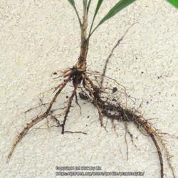 Location: Sebastian,  Florida
Date: 2021-09-09
Roots of a young, seedling tree.