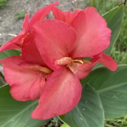 Location: Tampa, Florida
Date: 9-18-2021
Seed grown canna Lilly!