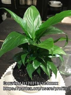 Photo of Peace Lilies (Spathiphyllum) uploaded by sedumzz