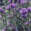 Campanula glomerata'Joan Elliot'  blooms