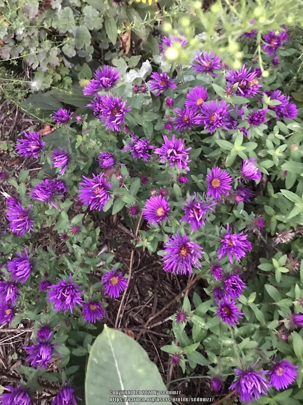 Photo of Asters (Aster) uploaded by sedumzz