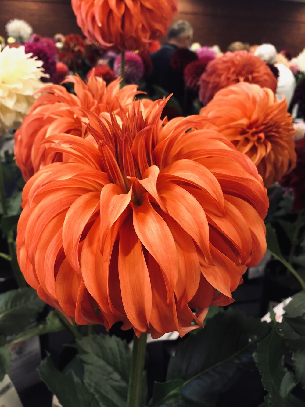 Photo of Dahlia 'Bloomquist Jean' uploaded by Lucichar