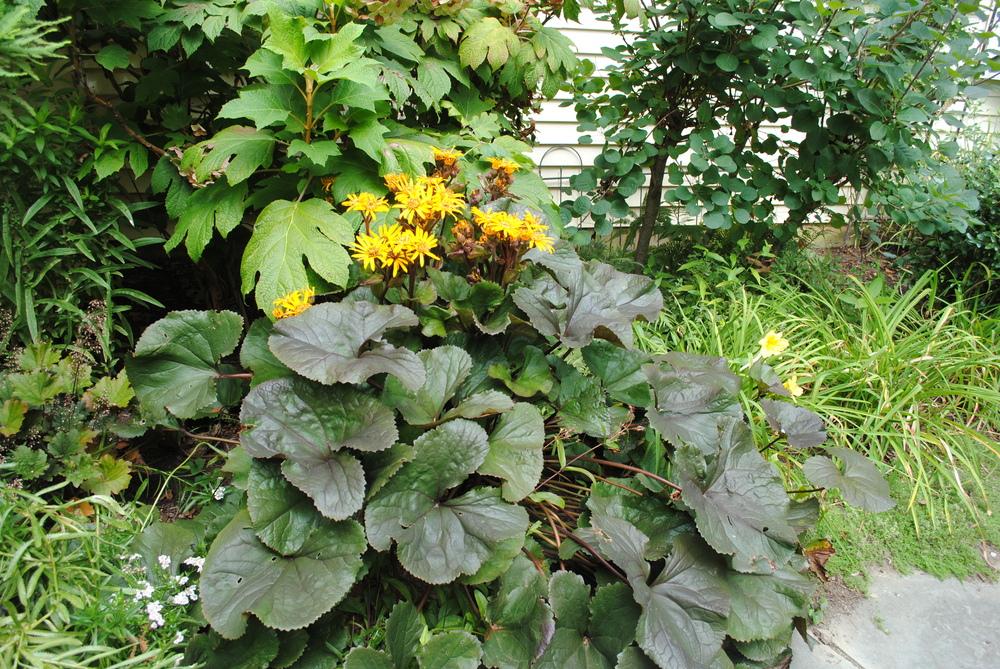 Photo of Summer Ragwort (Ligularia dentata) uploaded by ILPARW