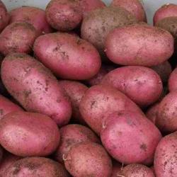 Location: Eagle Bay, New York
Date: 2021-08-28
Potato (Solanum tuberosum 'Adirondack Red'