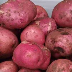 Location: Eagle Bay, New York
Date: 2021-08-28
Potato (Solanum tuberosum 'Fenway Red')