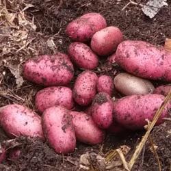 Location: Eagle Bay, New York
Date: 2021-08-28
Potato (Solanum tuberosum 'Adirondack Red') - digging up