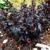 Eastern Ninebark (Physocarpus opulifolius Bloomin' Easy® Panther