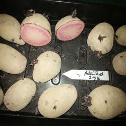 Location: Eagle Bay, New York
Date: 2021-05-01
Adirondack Red seed potatoes
