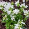 Clustered Bellflower (Campanula glomerata Genti White)