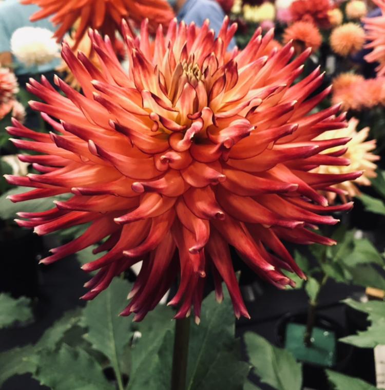 Photo of Dahlia 'AC Cougar' uploaded by Lucichar