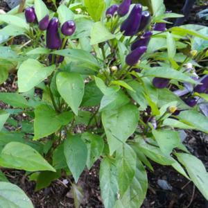 Ornamental Pepper (Capsicum annuum 'Aurora')