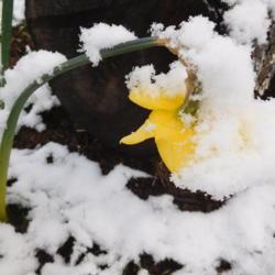 Location: Eagle Bay, New York
Date: 2017-05-09
Narcissus 'King Alfred' in the snow