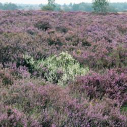 Location: Gorsselse heide
Date: 2021-08-22
A complete purple heather with just one white flowering amongst t