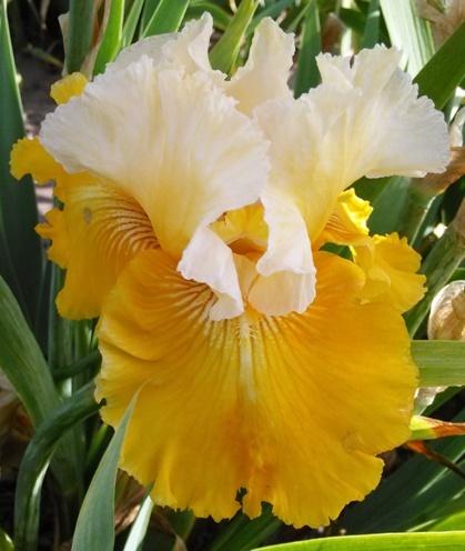 Photo of Tall Bearded Iris (Iris 'Caramel Dream') uploaded by Joy