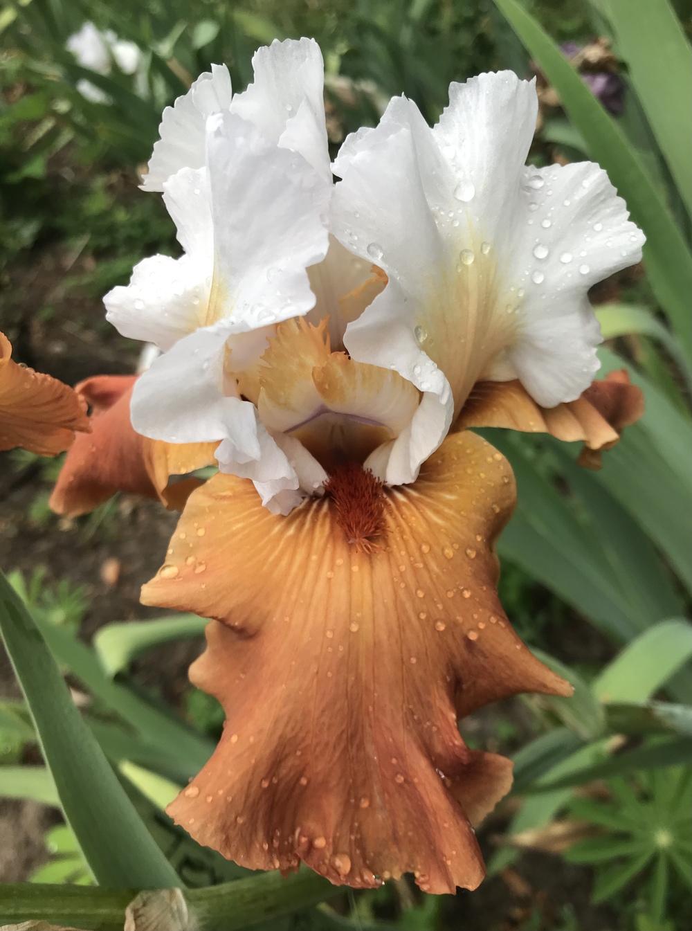 Photo of Tall Bearded Iris (Iris 'Pumpkin Pie ala Mode') uploaded by Lbsmitty