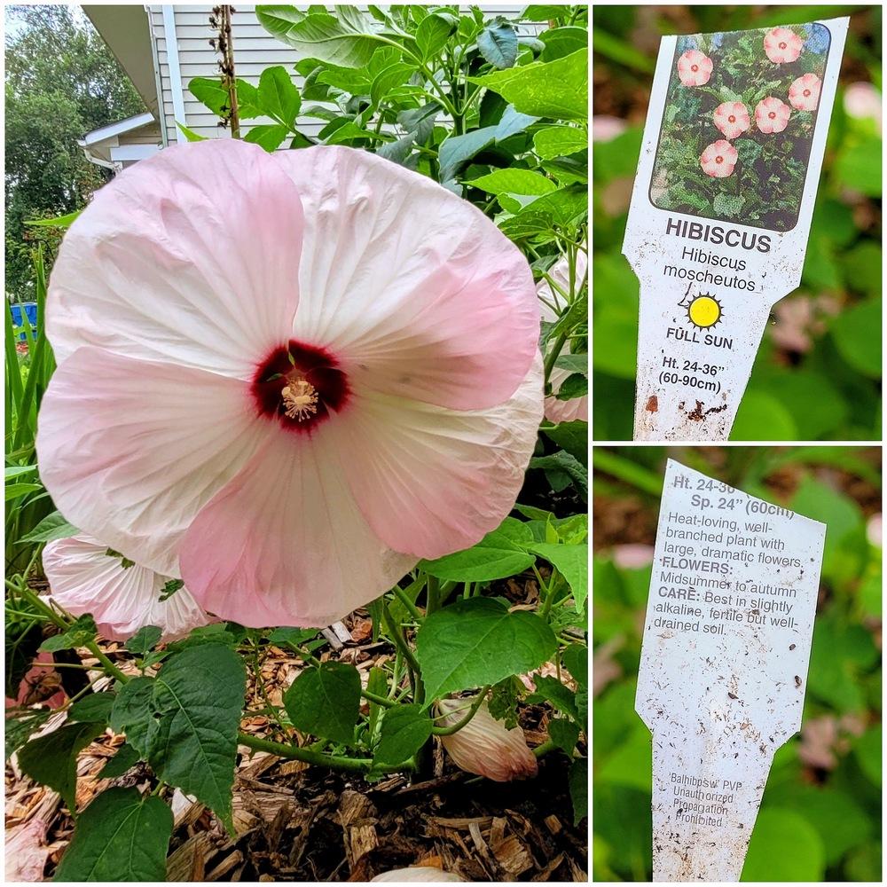 Photo of Hybrid Hardy Hibiscus (Hibiscus 'Disco Belle Pink') uploaded by dnrevel