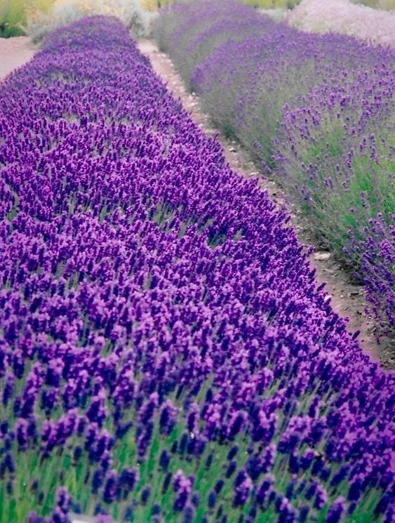 Photo of English Lavender (Lavandula angustifolia) uploaded by Permastake