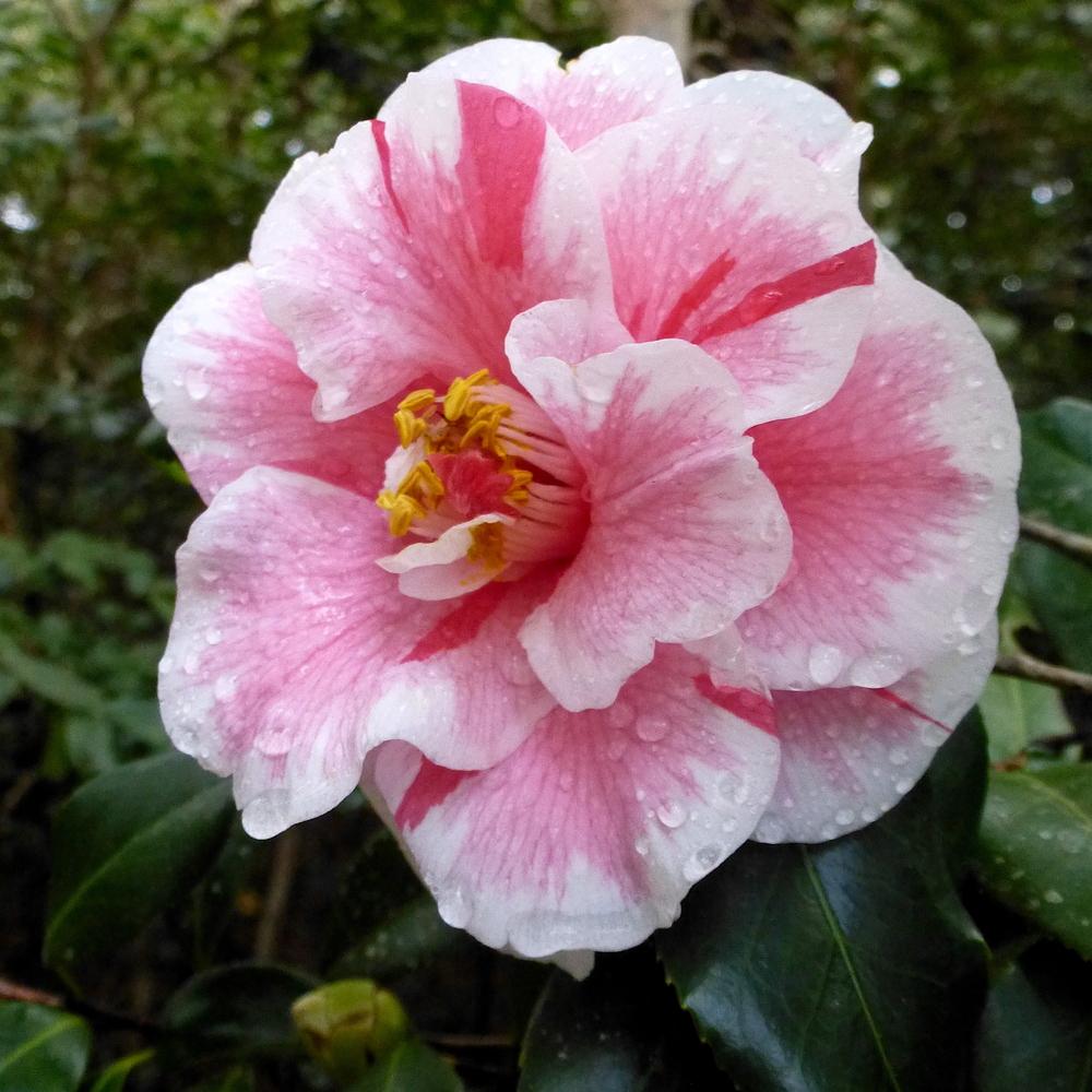 Photo of Japanese Camellia (Camellia japonica 'Lady Vansittart') uploaded by scvirginia