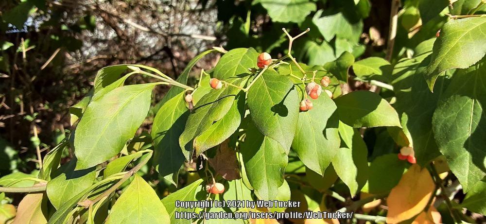 Photo of Spindle (Euonymus) uploaded by WebTucker