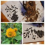 Teddy Bear sunflower seeds COLLAGE