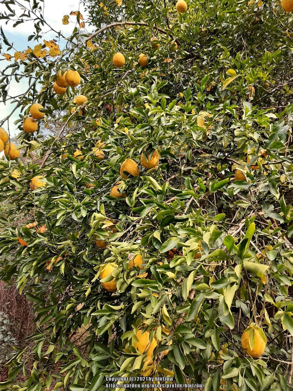 Photo of Meyer Lemon (Citrus x limon 'Meyer') uploaded by hlutzow