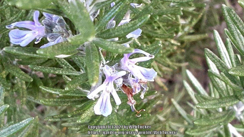 Photo of Rosemary (Salvia rosmarinus) uploaded by WebTucker